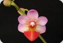 Phal. Jiaho Cherry x lobbii